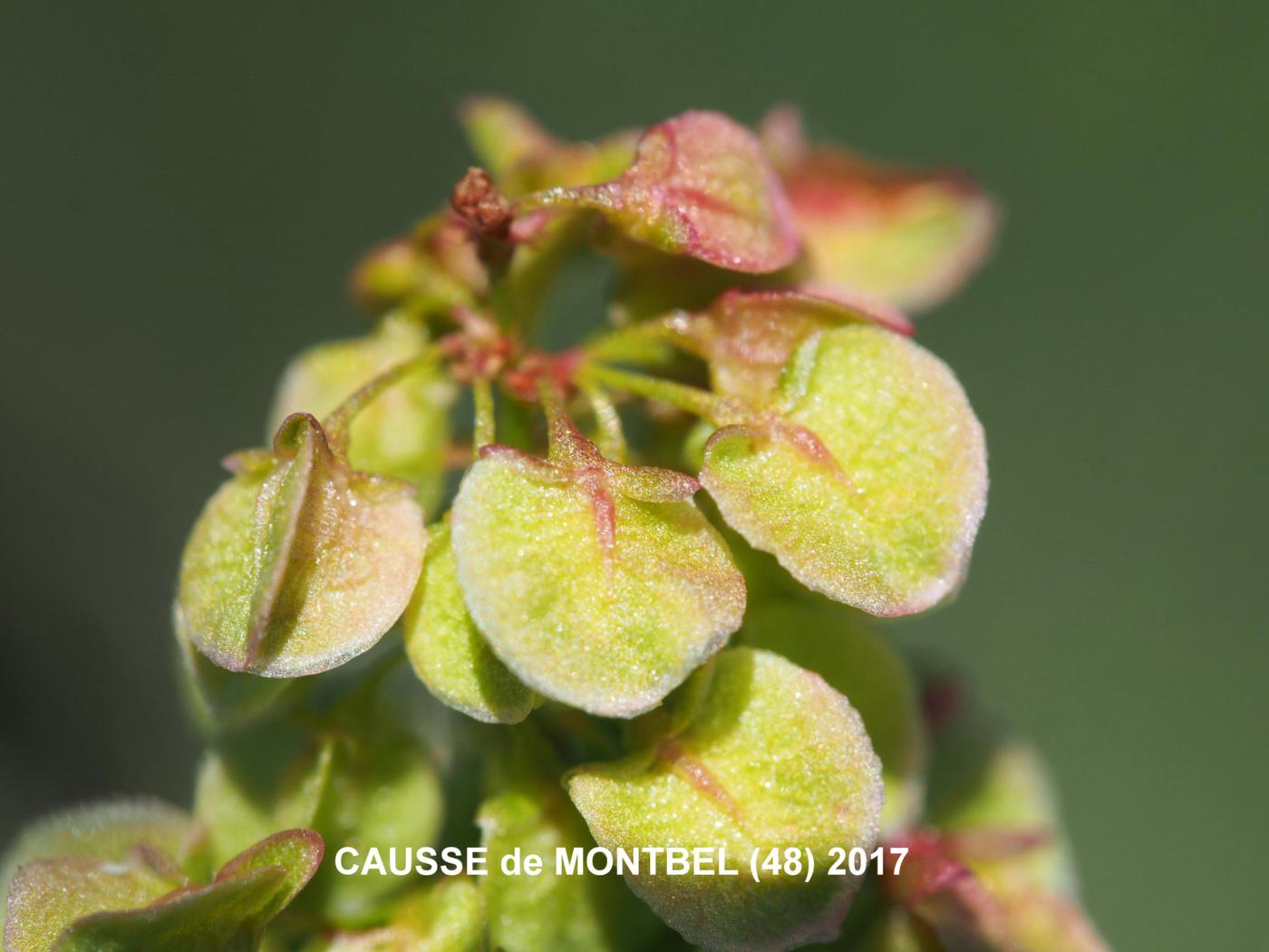 Dock, Northern fruit